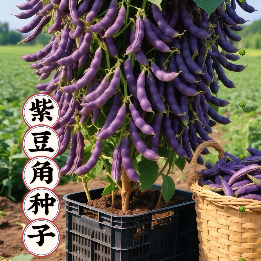 云南树状紫豆角种子紫芸豆种子盆栽地栽阳台庭院四季种植紫豆种子