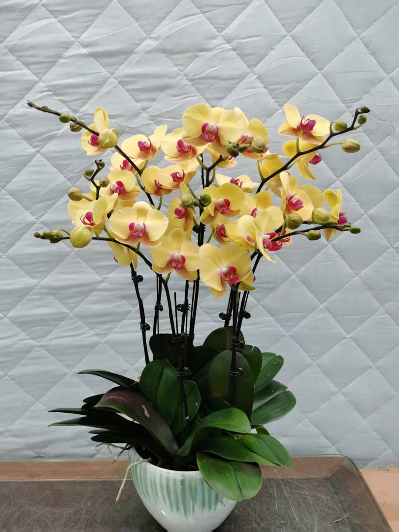 蝴蝶兰【星光】黄色高贵大气蝴蝶兰种植基地生长兰花带花苞