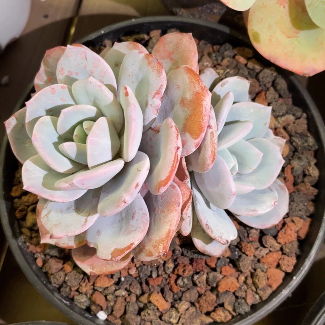 多肉植物盆栽多肉