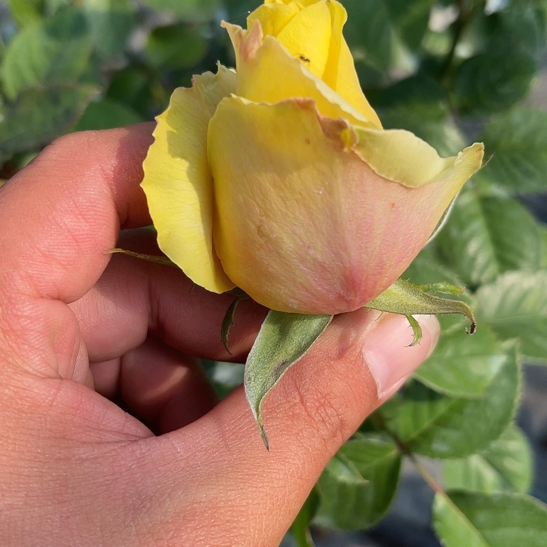 无花朵——-东篱 测试黄