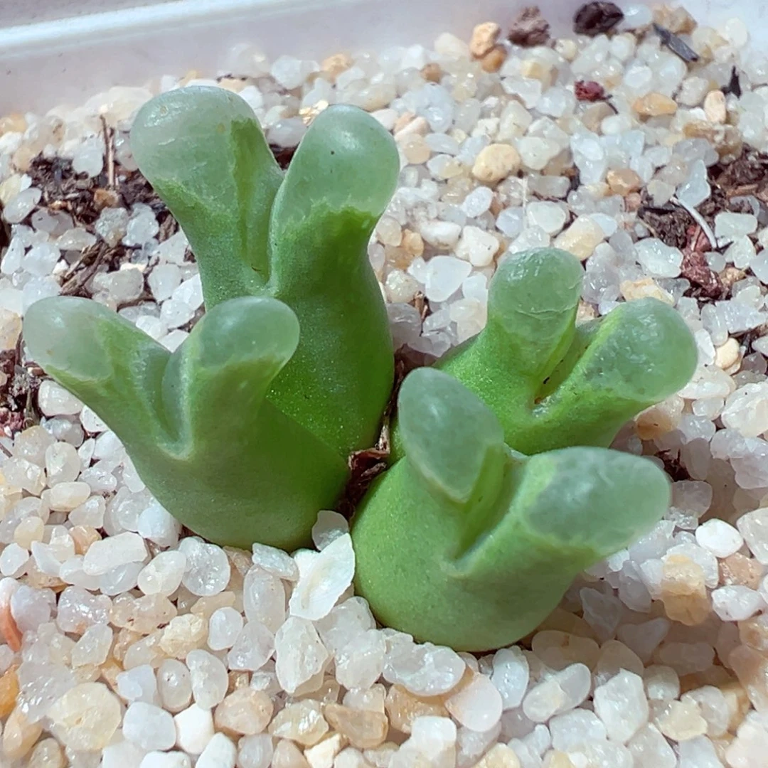 1103-276多肉多肉超级奶瓶