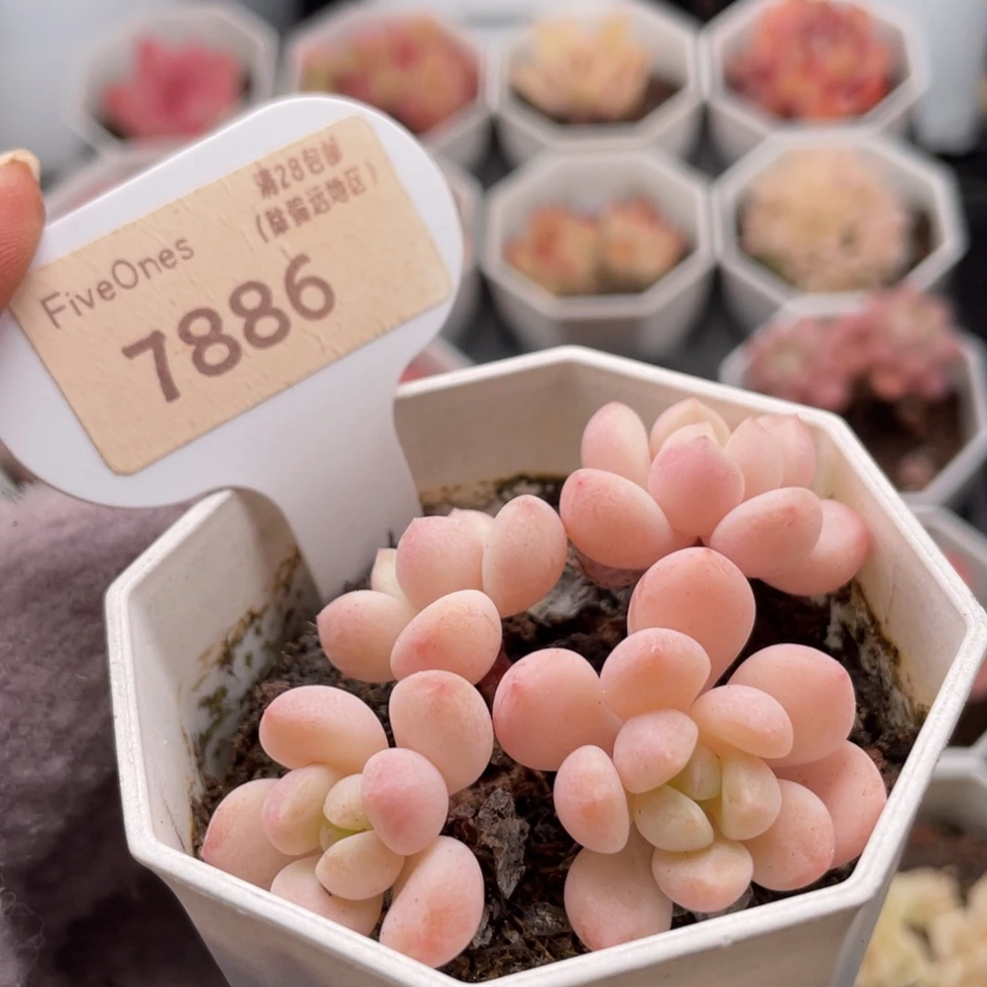 玉如意7886-6.0厘米