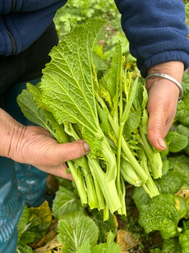 贵州高山苦菜台辣辣菜青菜台