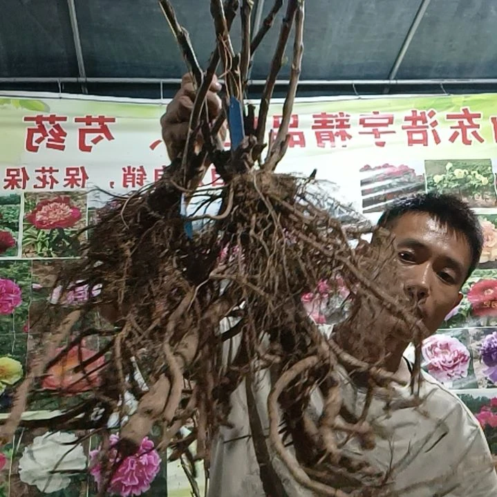 当前无花朵，栽培后可花朵八千代春，粉中冠