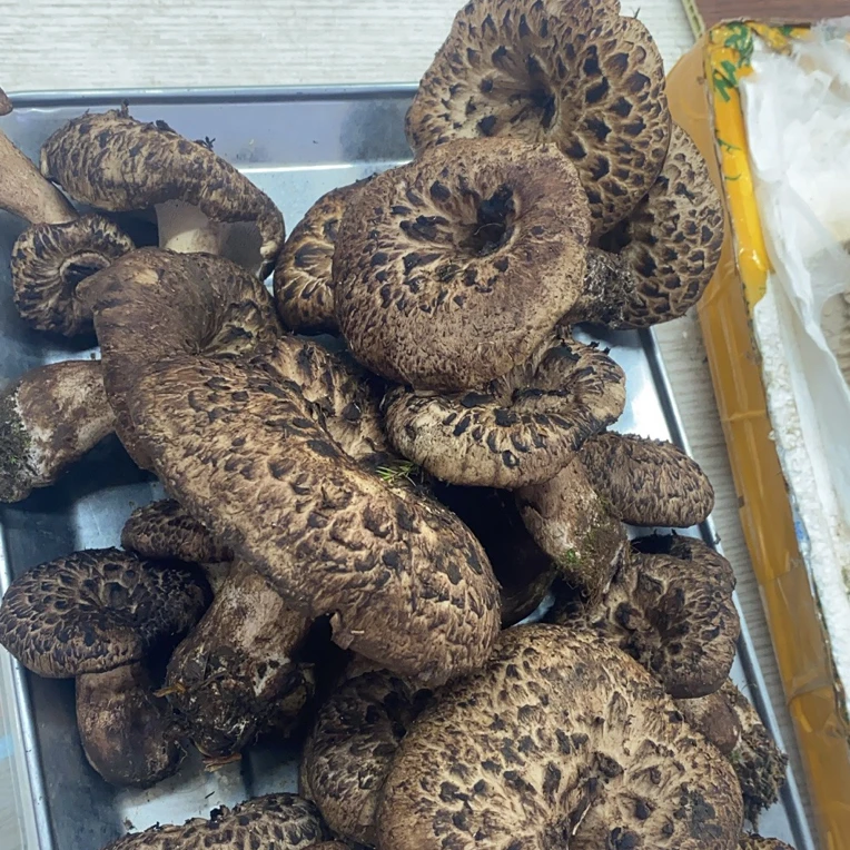 （精选）1000g高原鲜虎掌菌。