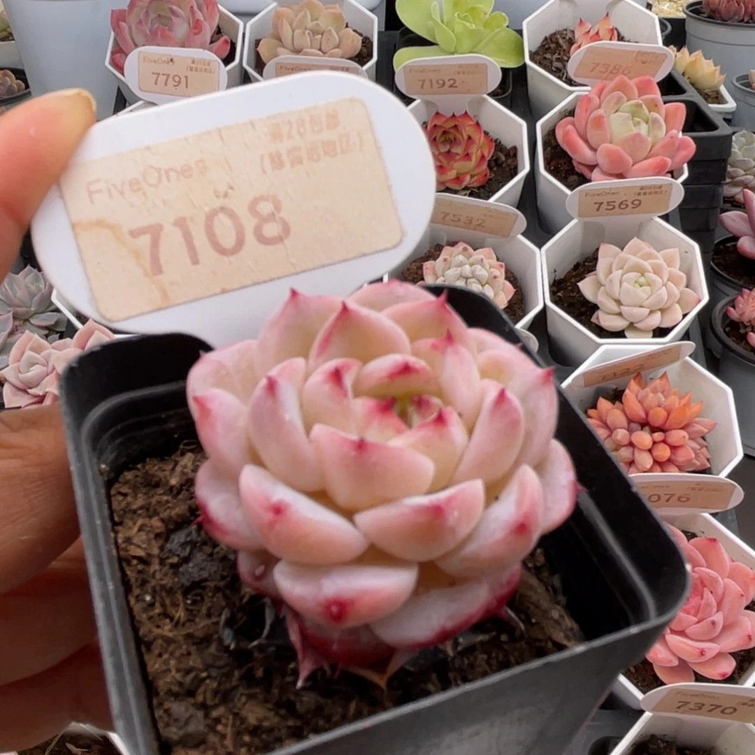 天鹅绒7108-4.0厘米