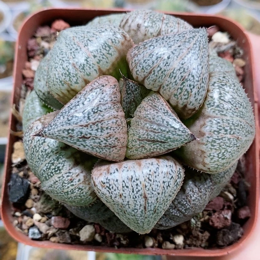 【闪购商品】15翡翠白银母本
