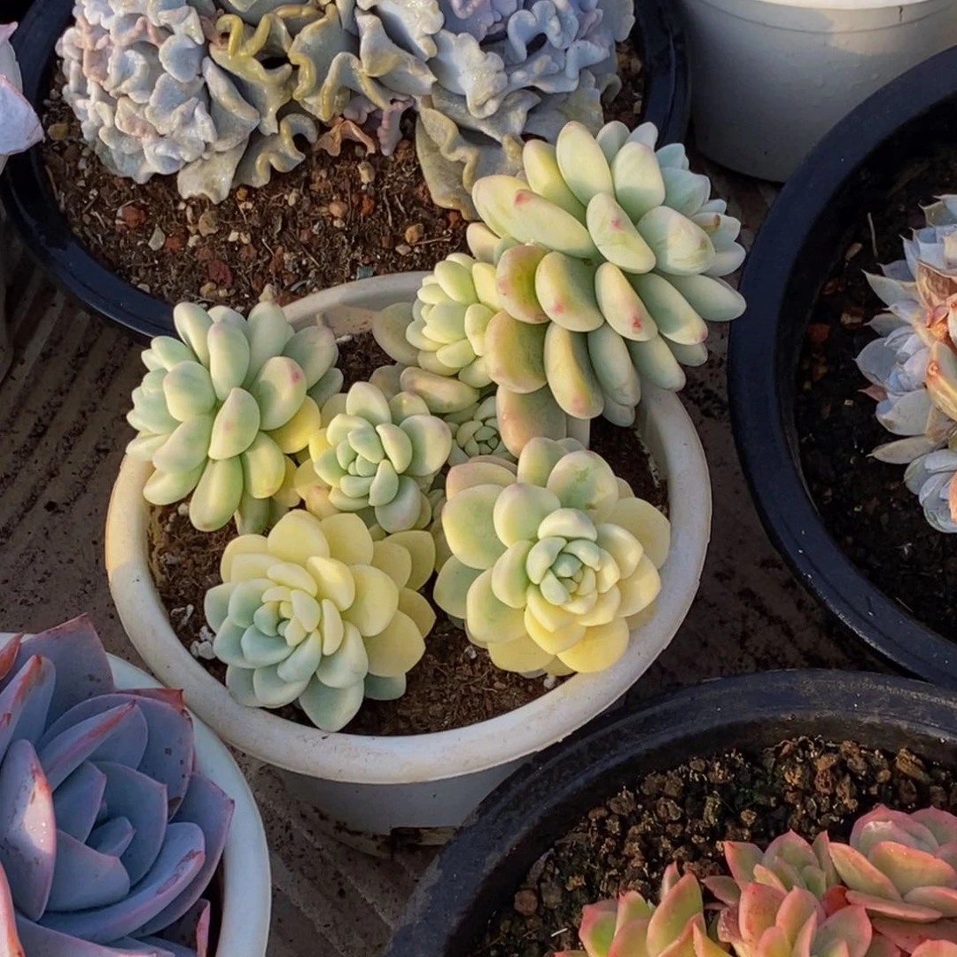 添****颜48包邮一物一拍多肉植物