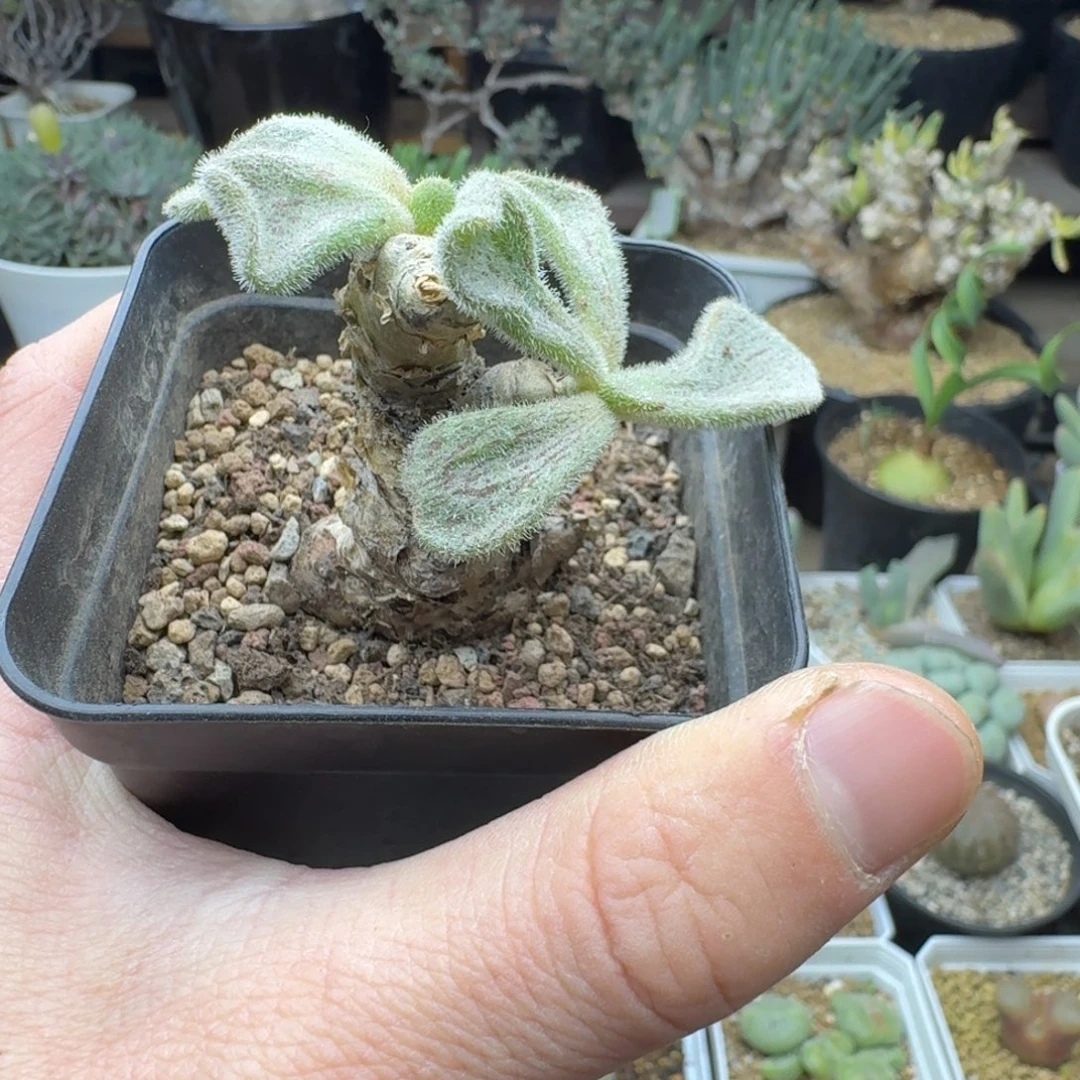 薛辉圣塔多肉。