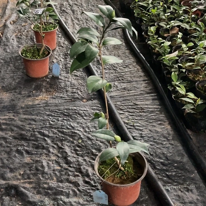 大部分花苞少量开放，丹尼斯