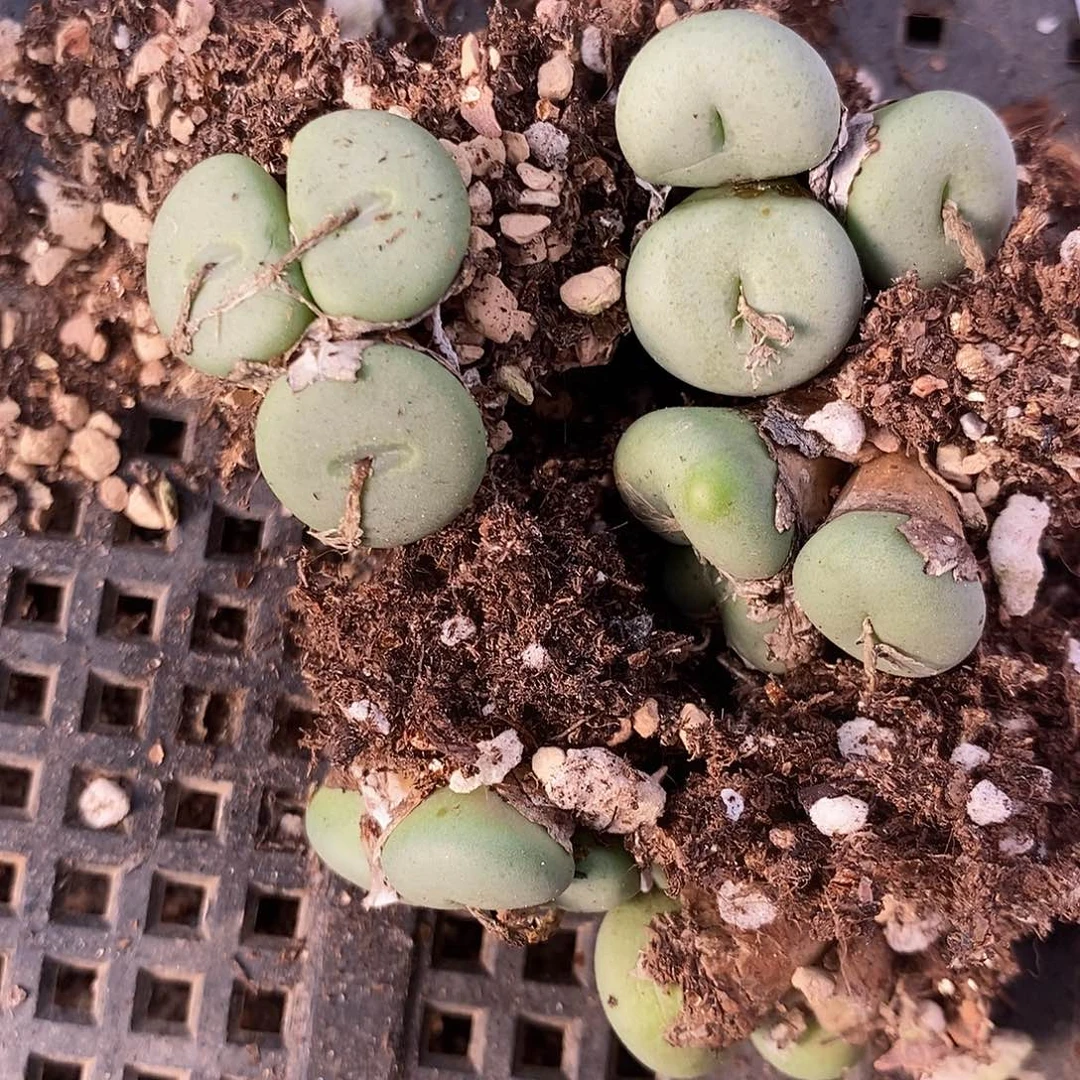 2173紫花饼5颗。