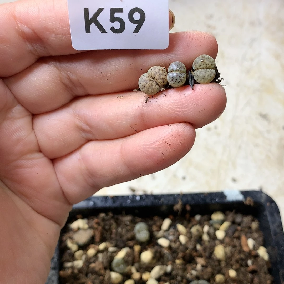 Z**幻K59多肉植物保护