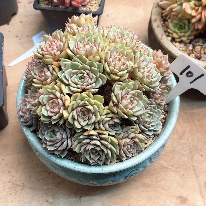 多肉植物，笨吧蒂斯101号