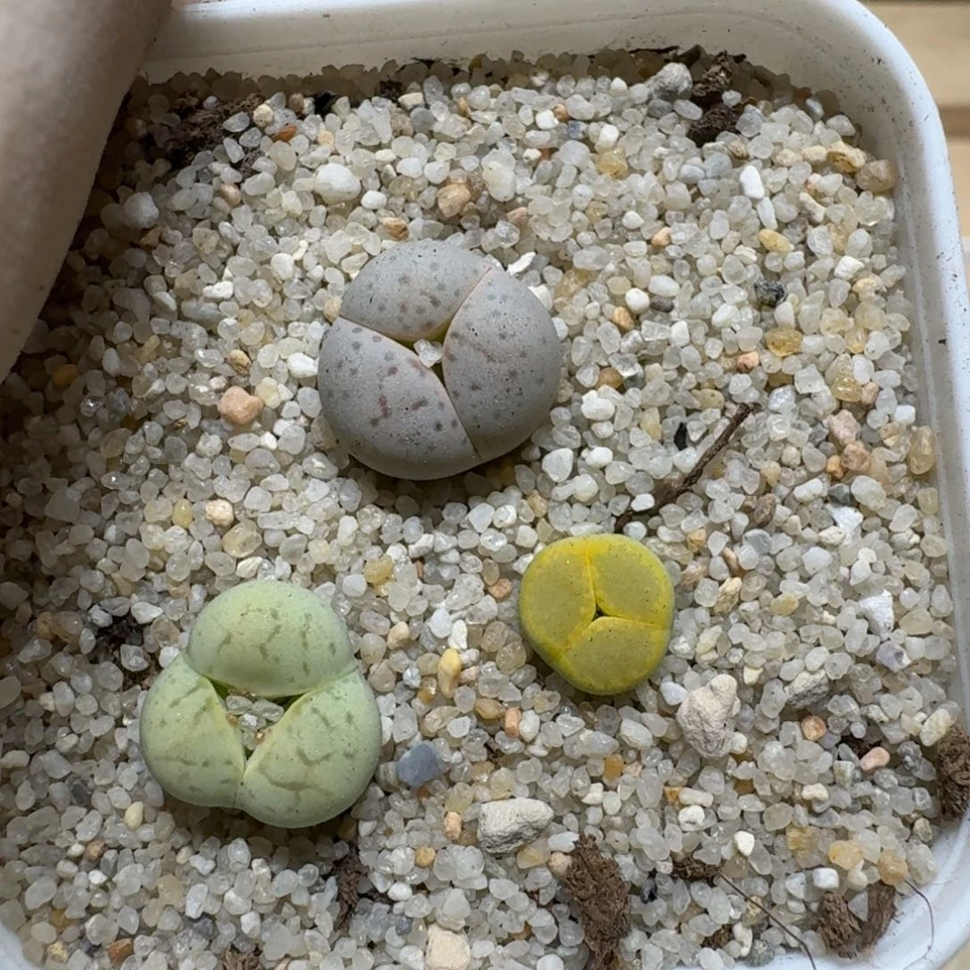 ❥***゛0609-41生石花花花