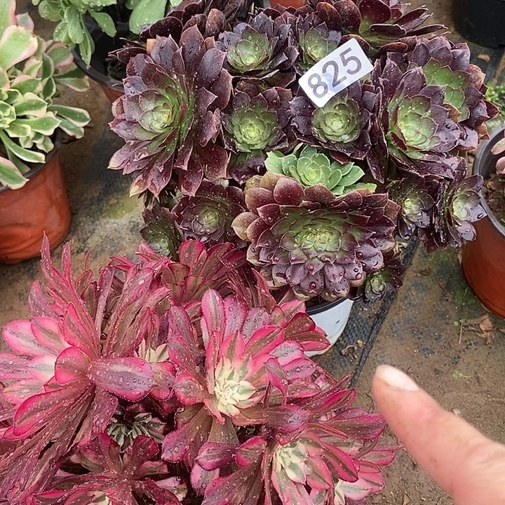 黑美人有伤特价红同白825多肉不包断