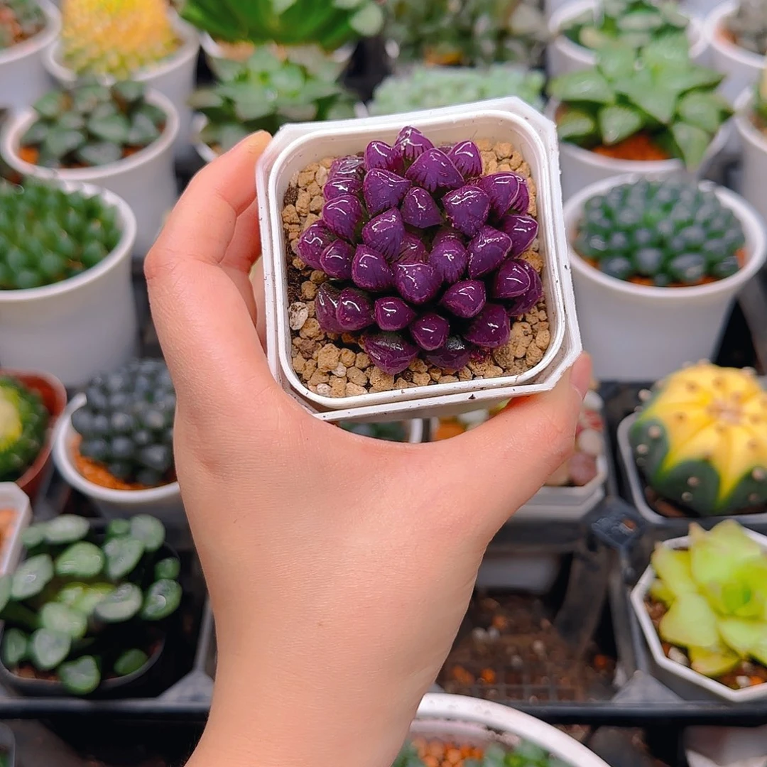 紫宝石冰灯玉露，原盆