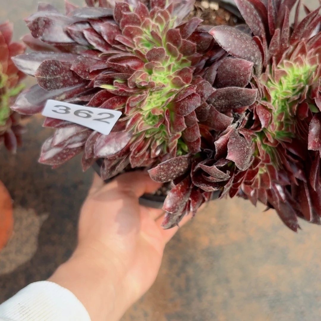 鸥波利362 号多肉法师特价不支持退货