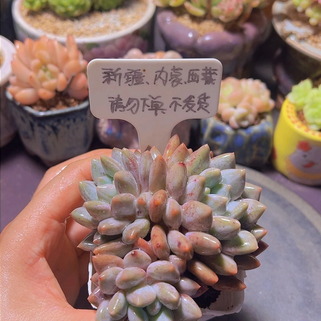 香水奶，多肉植物……