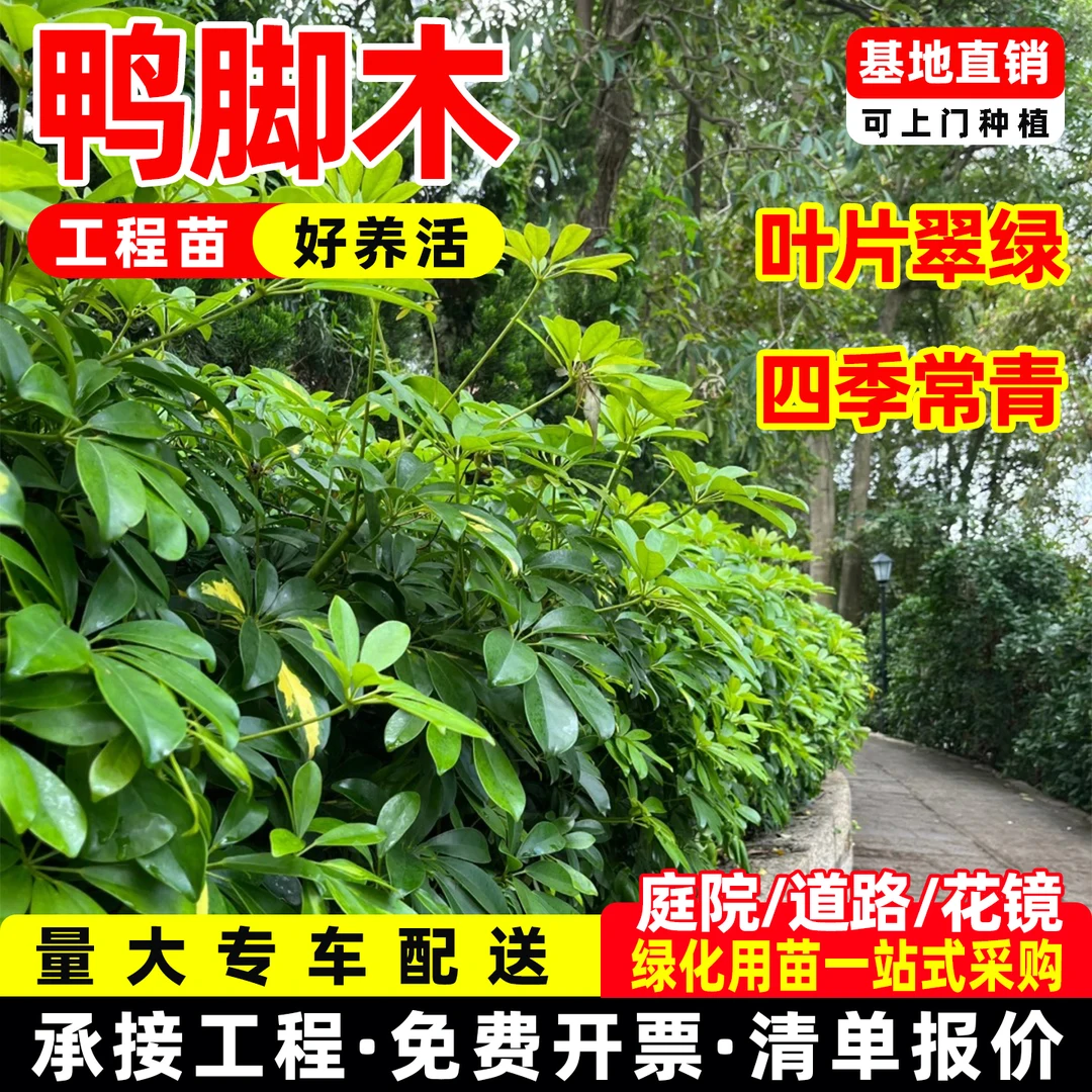 八角金盘八爪金盘盆栽耐阴耐寒苗木四季长青庭院工程绿化植物移栽