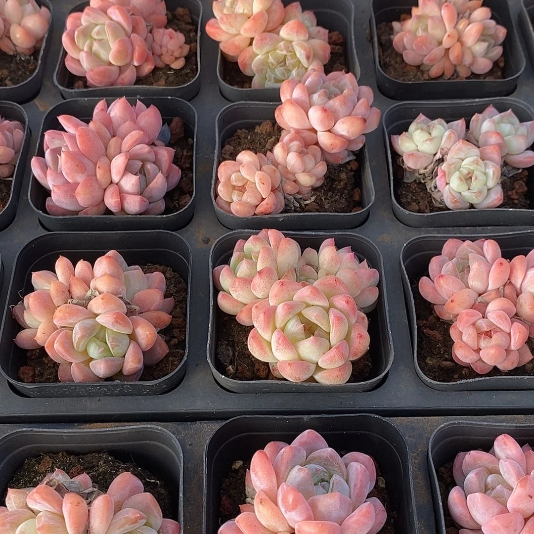 37海棠红群生，多肉