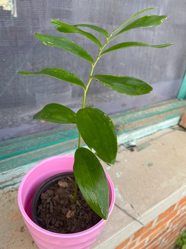 【东北玉竹种芽】耐寒耐热可食用可盆栽地栽