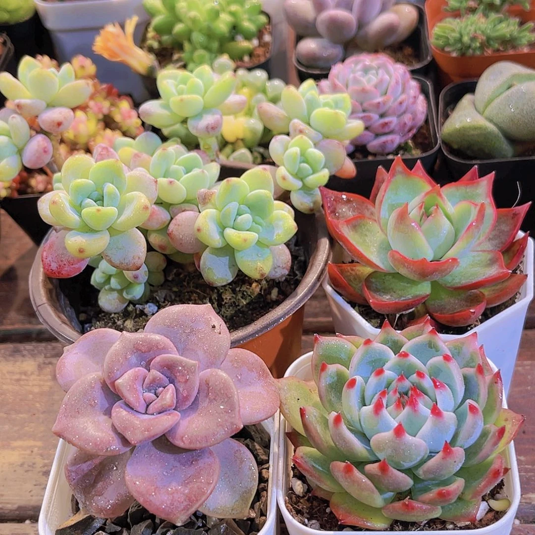 大劳尔➕吉娃娃➕紫乐➕惊鸿仙子