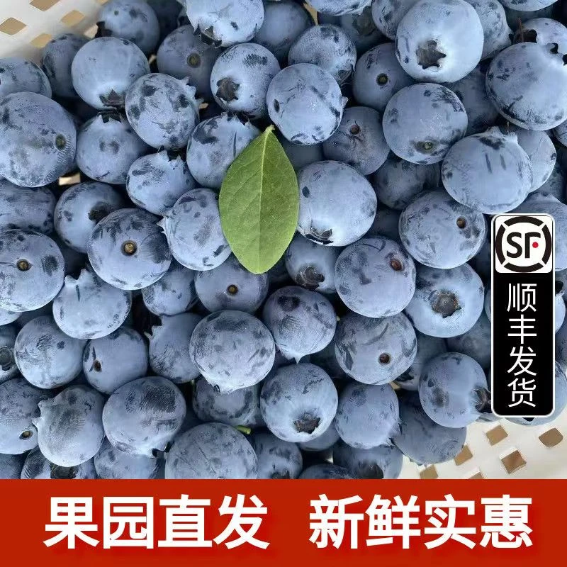 【15mm+大果】云南新鲜蓝莓 脆甜花香新鲜现采摘 顺丰空运