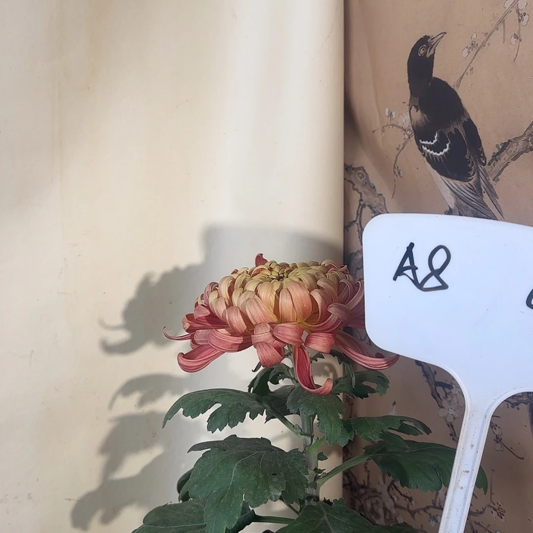 全部花朵A888888888