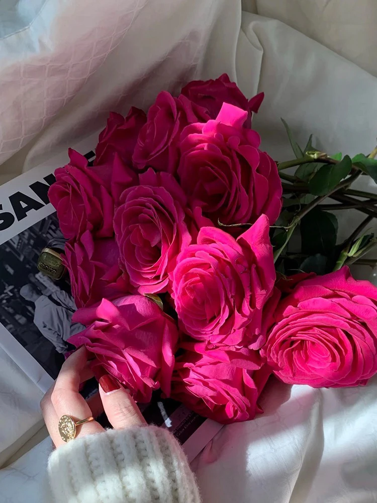 美人丽芙阳台盆栽月季庭院地栽耐寒耐旱抗病勤花馥郁香气切花玫瑰