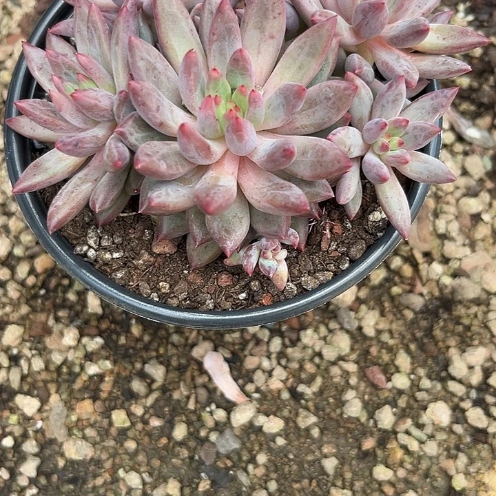 「***」虞美人3567888克999999