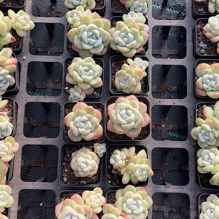 冰玉组 尺下7左右