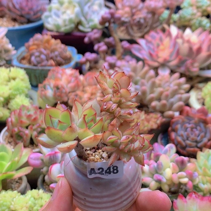 一物一拍含盆土满38包邮A248