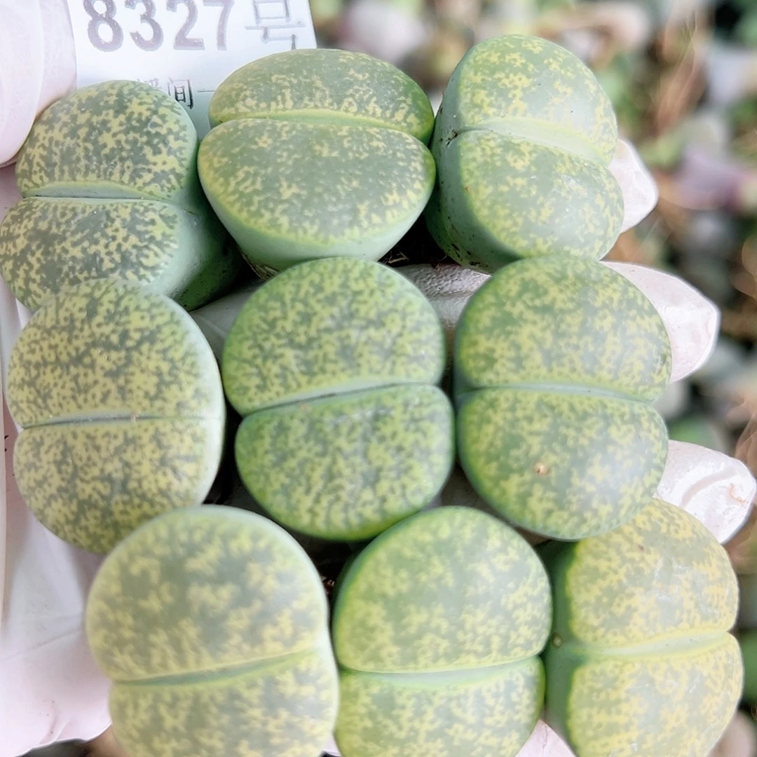 8327 好养易活生石花大母本9个