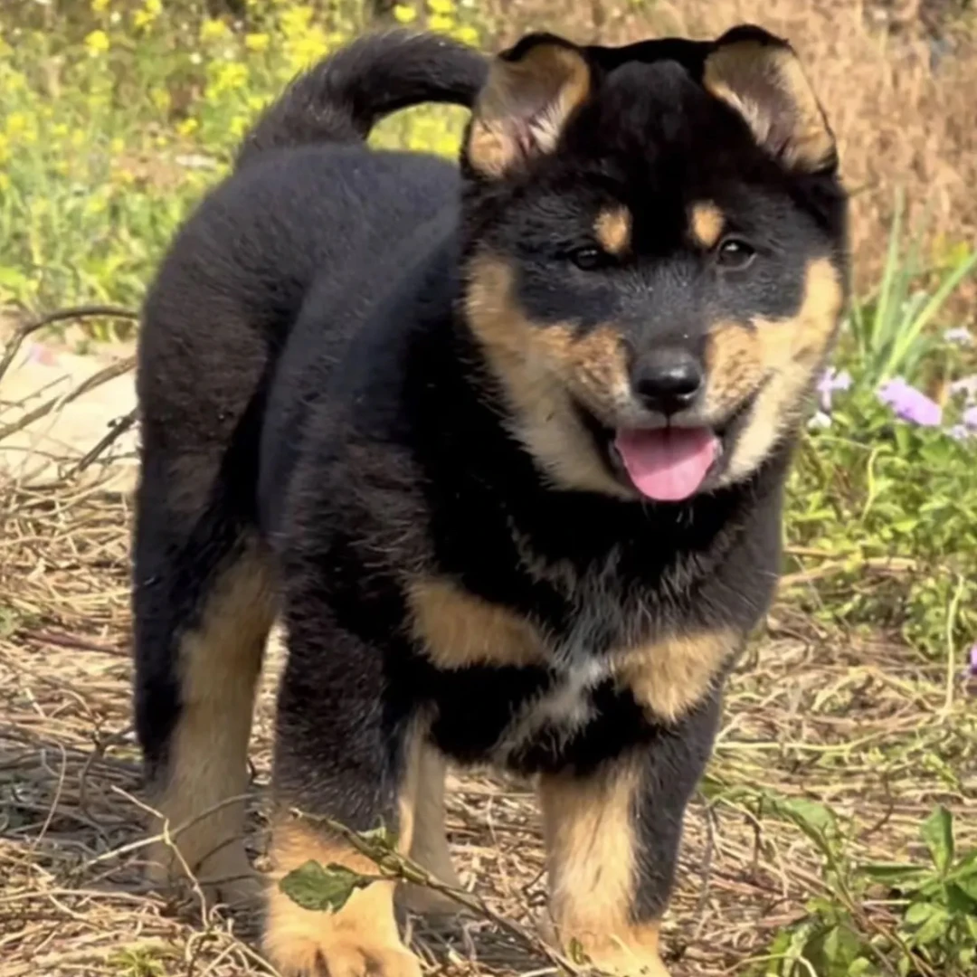 （啊德）广西田园犬直播专属链接，一物一拍