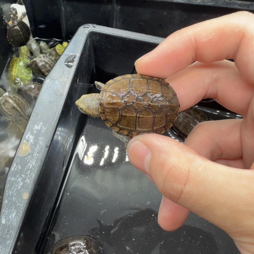 不分公母宠物龟红面