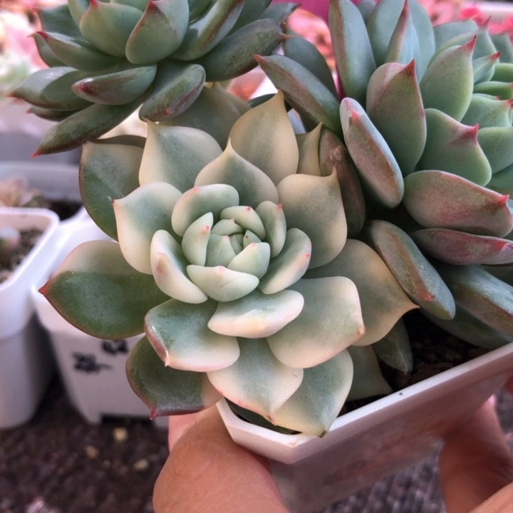 棱镜覆轮锦有根有