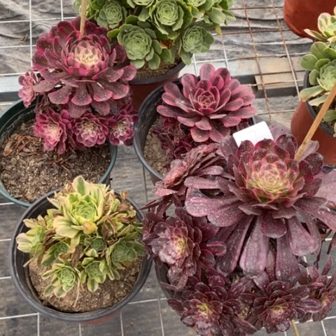 多肉植物组合拼盘7