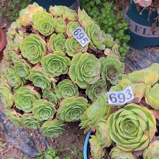 用***2多肉植物两个撕拉碗