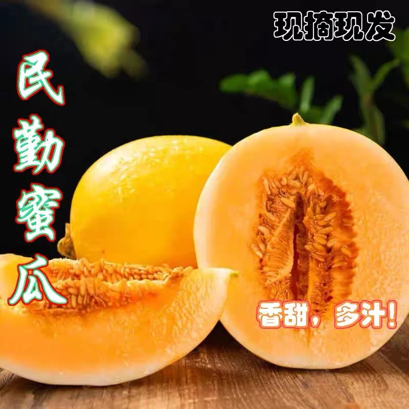 【沙漠蜜瓜】甘肃民勤沙漠蜜瓜爆甜爽口黄皮戈壁蜜瓜YS