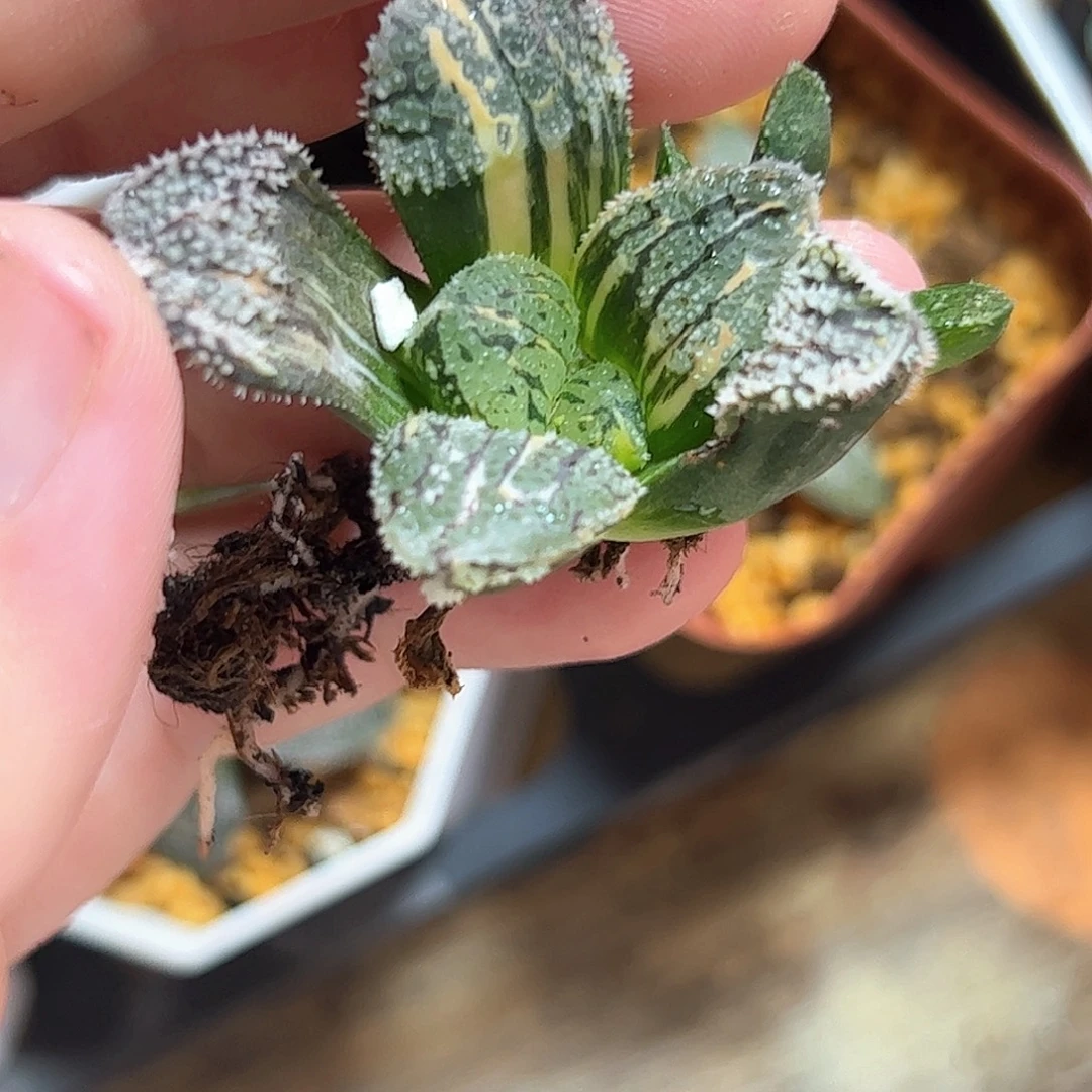摩多锦十二卷多肉