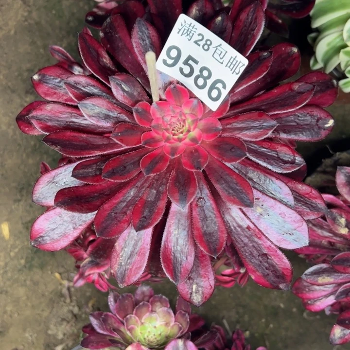 9586黑桐柏多肉植物