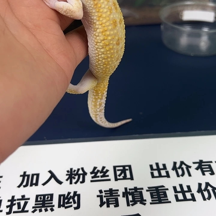 豹纹守宫是j几年呢