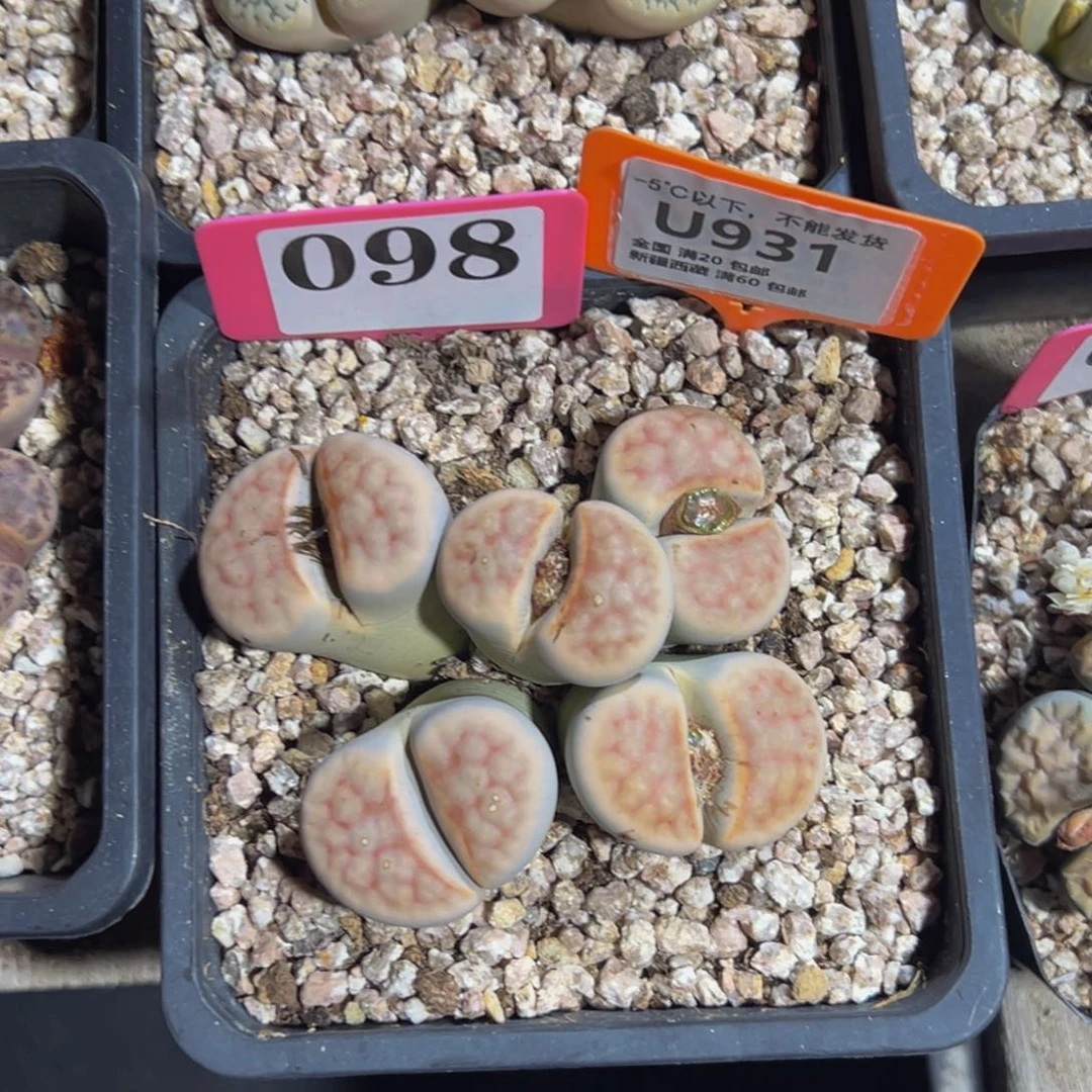 粉红暴931 一物一拍，默认有伤，介意勿拍，不退不换