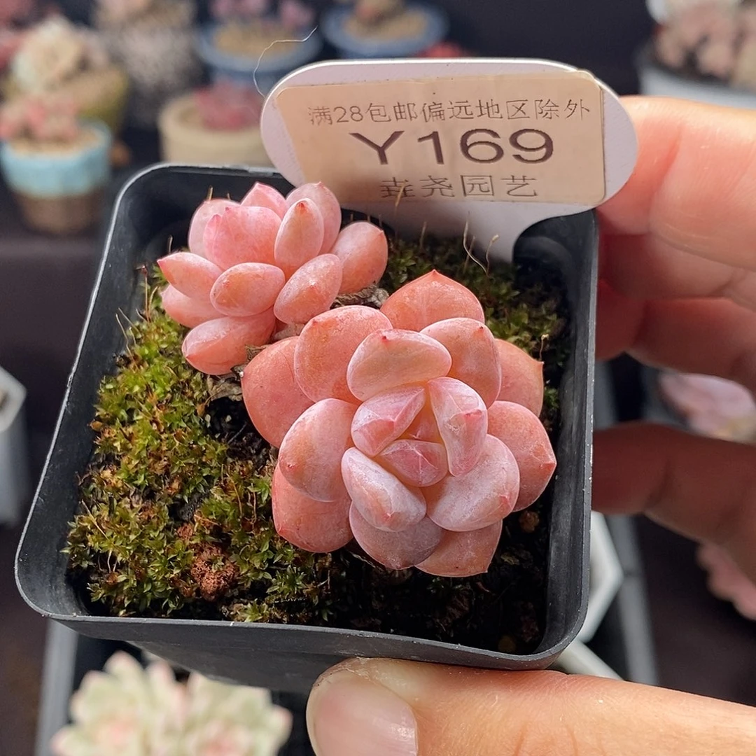 0169 冰橙双头有砍 5.5cm