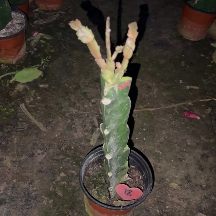 高***贵当前无花栽培后可以开花红羽毛18