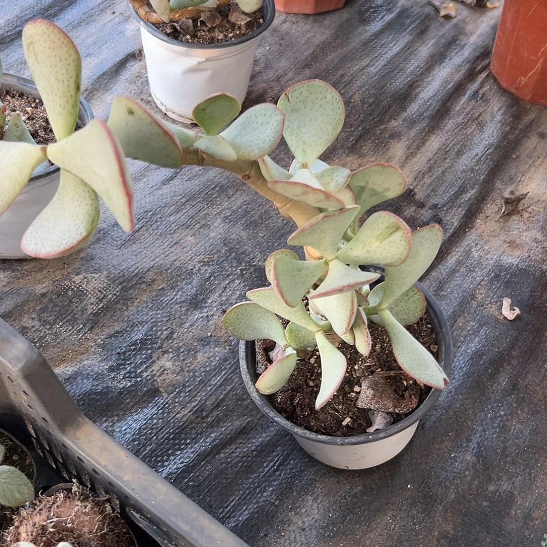 多肉植物蓝鸟花月