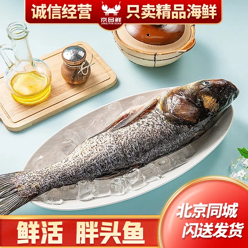 鲜活胖头鱼 清水生态养殖胖头鱼 淡水鱼