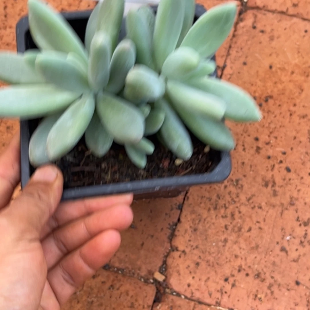 小***妖白兰地多肉植物488