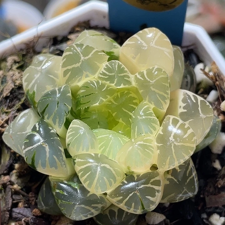 641糊斑卜卜紫錦特選福利