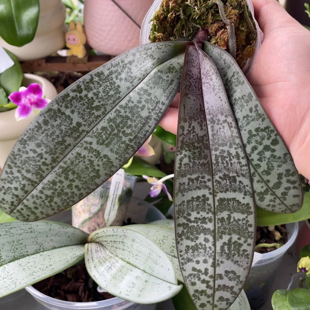 当前无花栽培后可以开花BT364，粉紫西交巨龙西苗